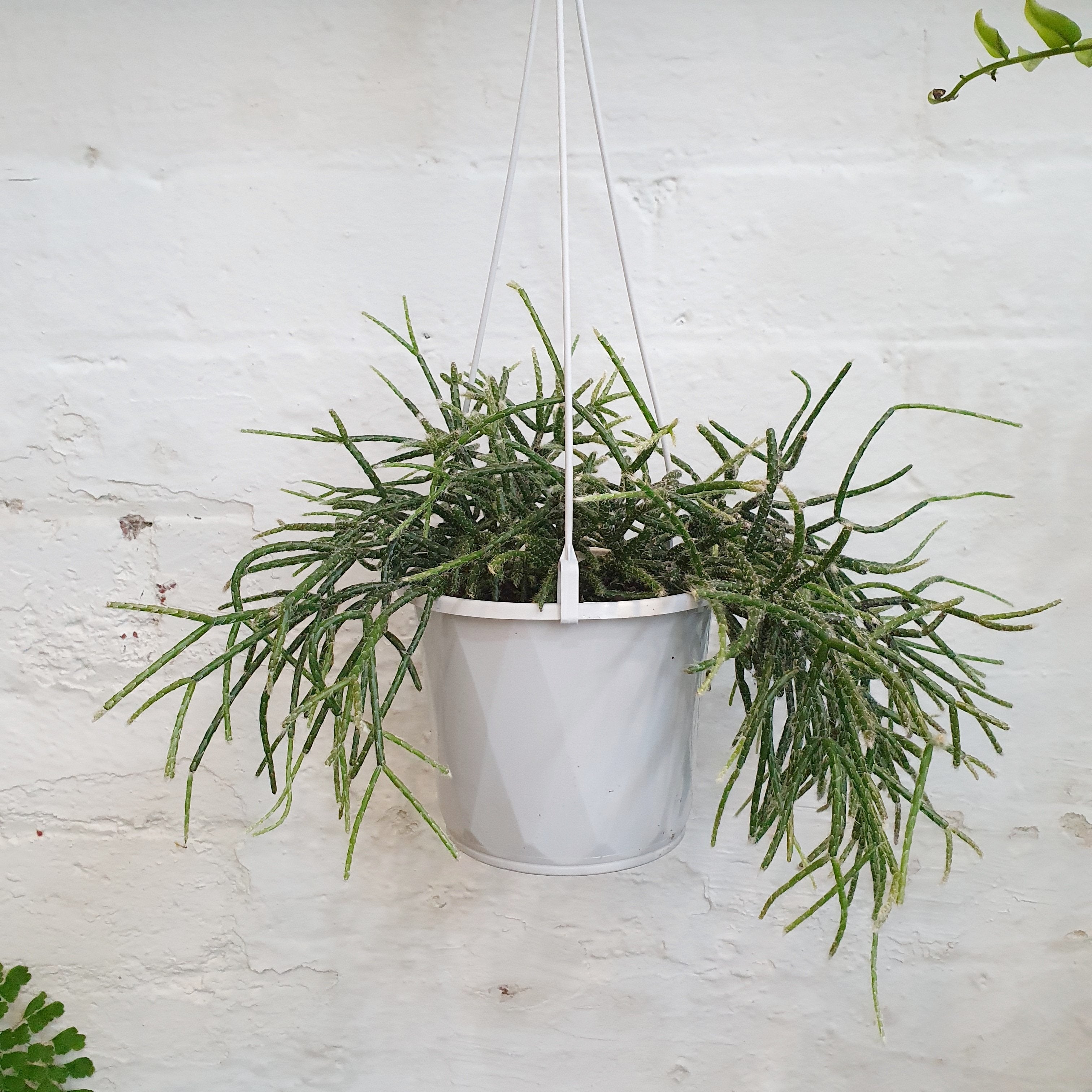 Rhipsalis pilocarpa - 13cm pot